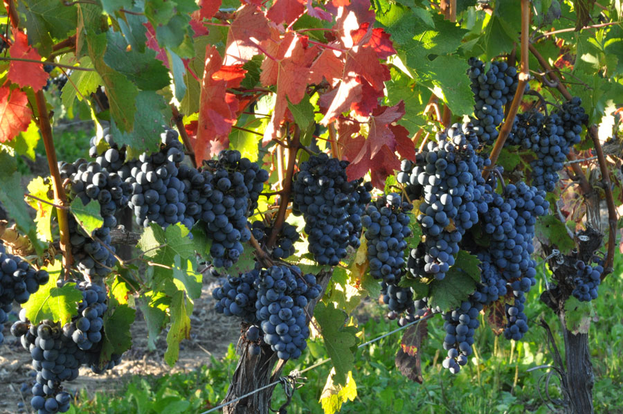 Franc Is This Ontario’s Red Wine? eatdrink Magazine