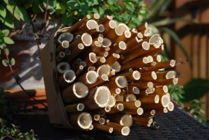 Hollow stems make a  home for wintering bees
