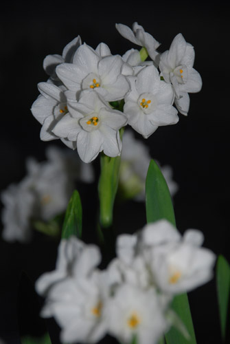 Paperwhites, a variety of daffodil