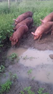When the weather is warm enough, the heritage breed pigs enjoy life in the great outdoors.